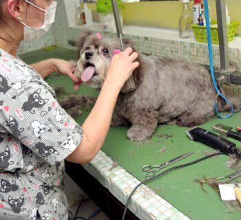 Justiça está tendo que decidir sobre a guarda compartilhada de animais de estimação