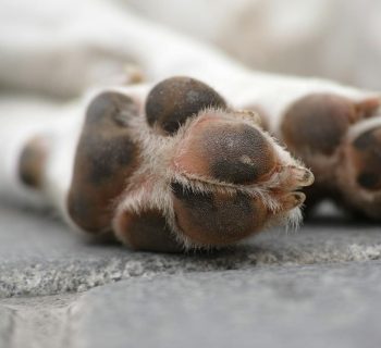 Promotora consegue a condenação de homem pelo crime de maus tratos a animal doméstico em Nhamundá