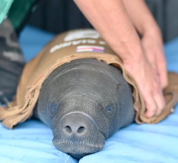 Ipaam resgata filhote de peixe-boi ferido por arpão em Itacoatiara