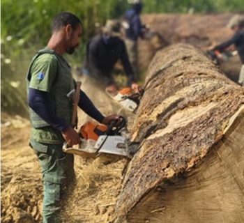 Operação do Ibama na região da BR-319 identifica empreendimentos madeireiros irregulares e aplica multas de R$ 2,6 milhões