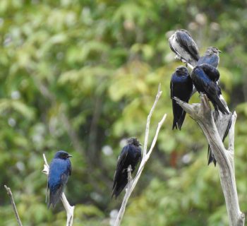 Amazonas é ponto de passagem de aves migratórias que vêm da América do Norte