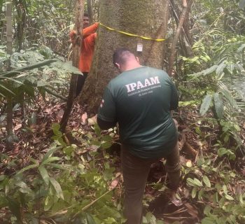 Termina período de defeso florestal em todo Estado e extração de madeira pode ser autorizada